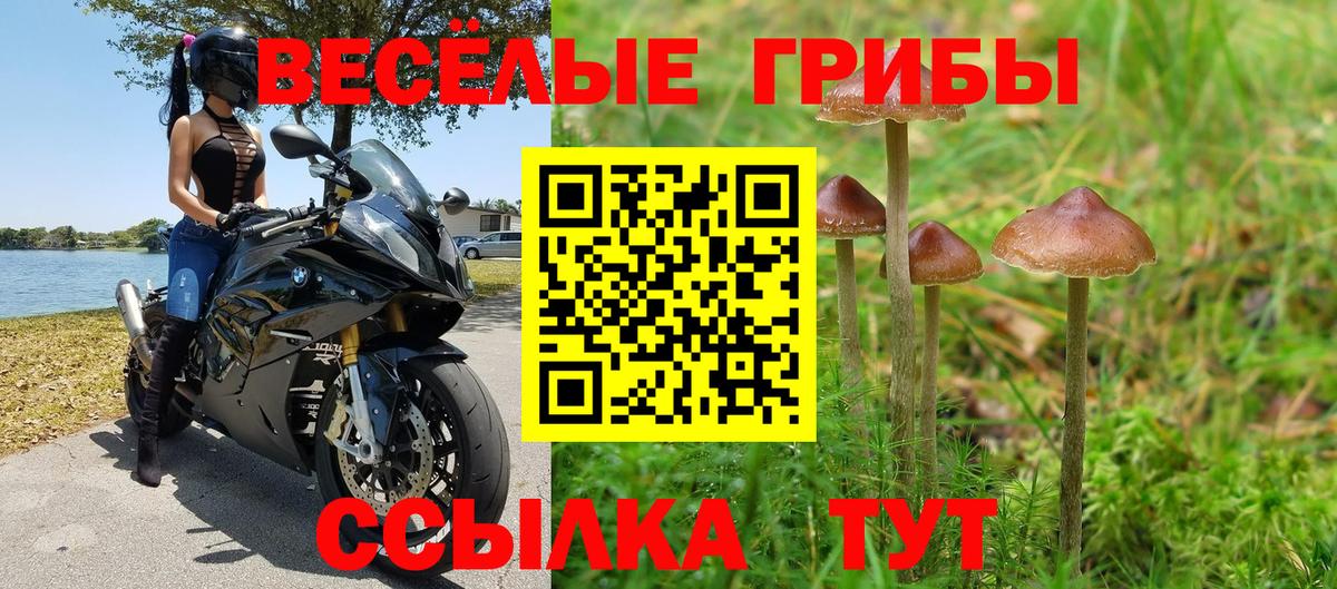 Нововоронеж  Галлюциногенные грибы Psilocybe  что такое   Вход с VPN 